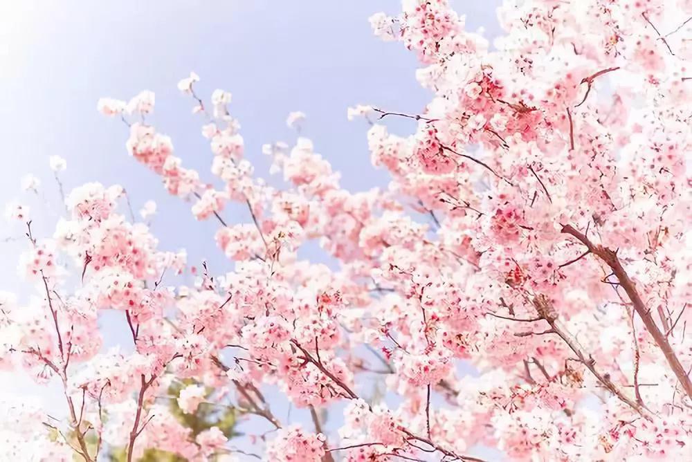 这二十首桃花诗词，桃之夭夭，惊艳整个春天!