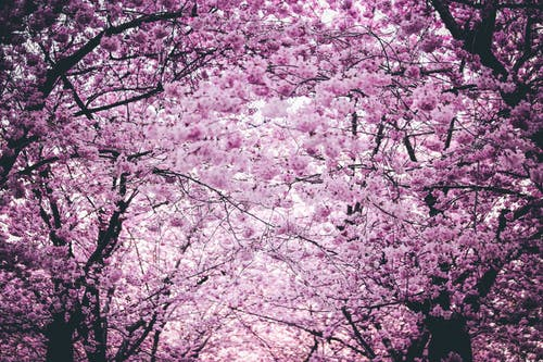 三月来，樱花开！五首樱花诗词，共赏诗意春天
