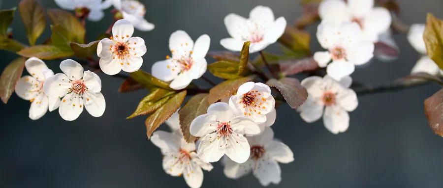 这五首纳兰容若写给春日的情诗，百转千回，又柔情似水