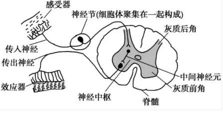 反射的基础则是反射弧,中学生物书反射弧概念是:感受器